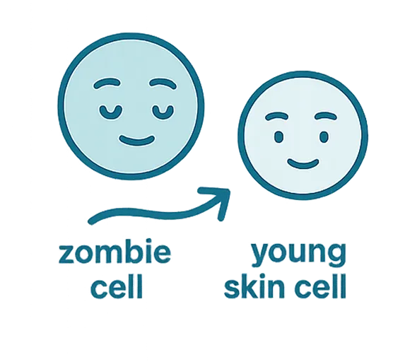 Uniquely Targets A Root Cause of Aging Skin