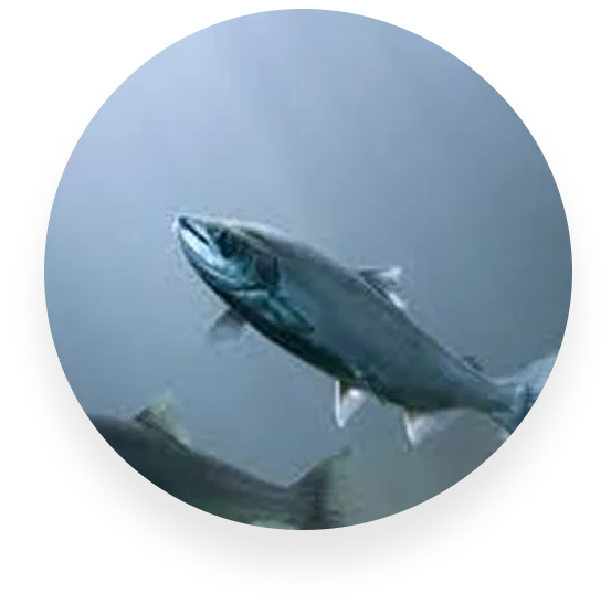 Sustainably Sourced, Ultra-Pure