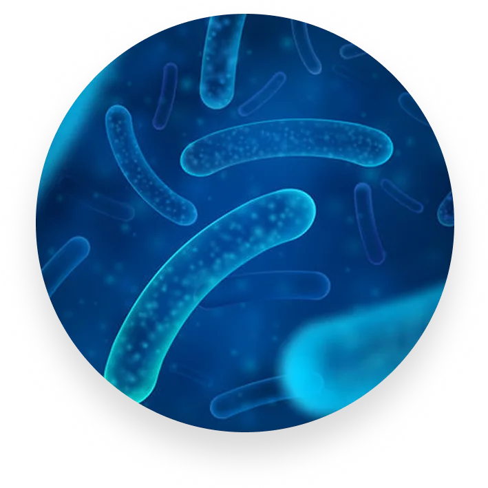 L. Gasseri - Block Fat Storage, Burn More Daily