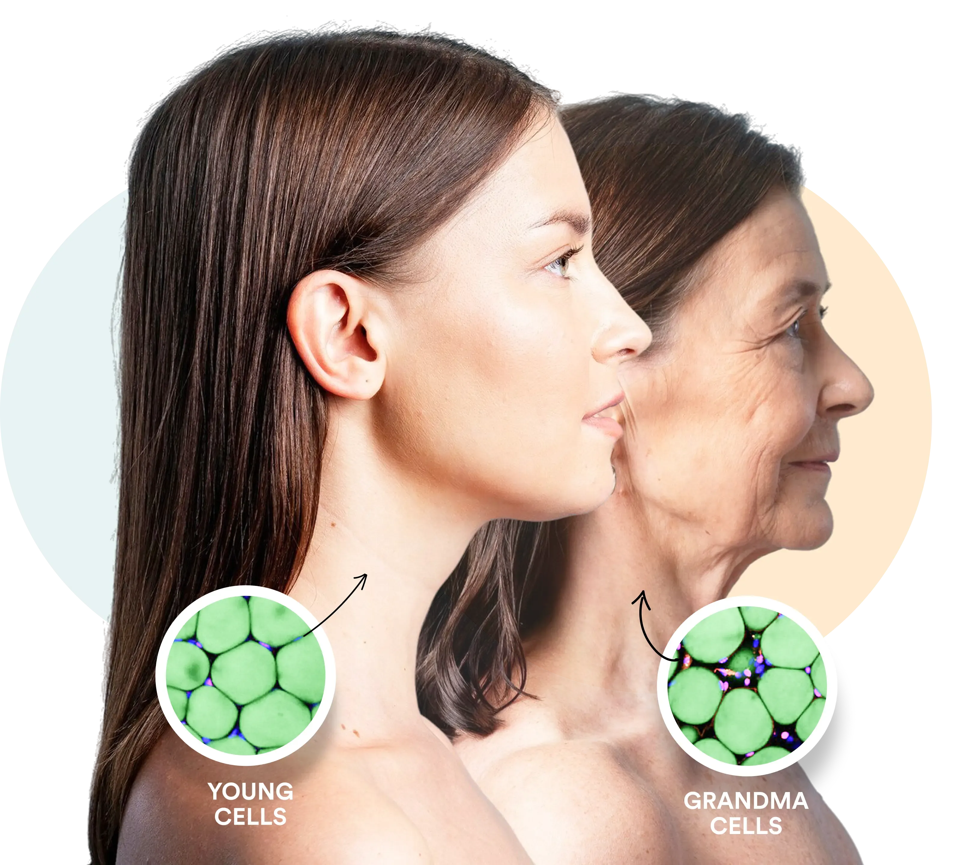 When Your Cells Stop Turning Over…