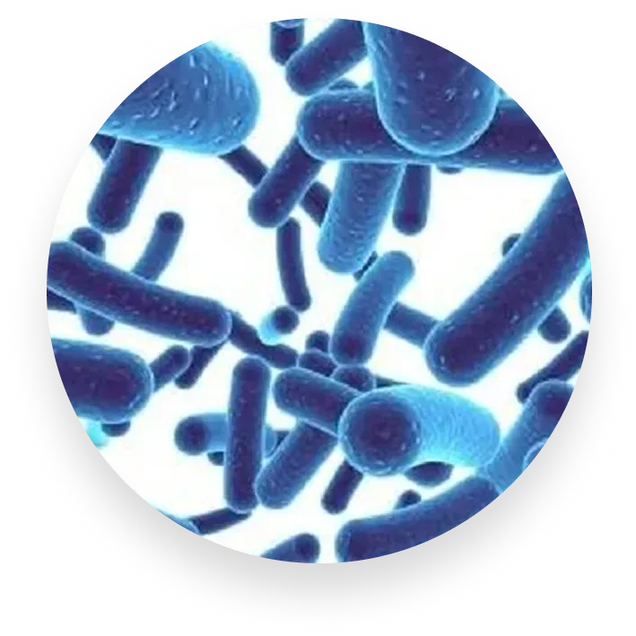 B. Lactis - Repair & Reinforce the Gut Wall