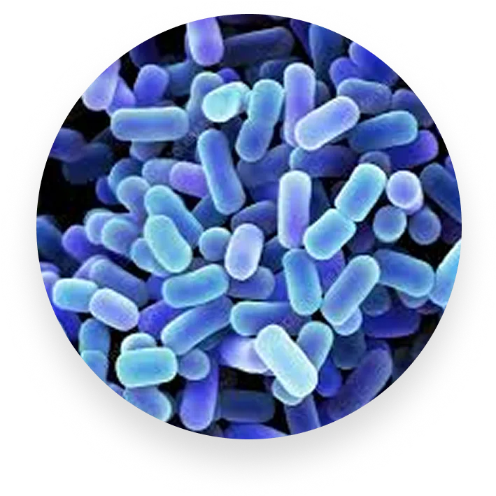 L. Plantarum - Boost Energy, Elevate Mood