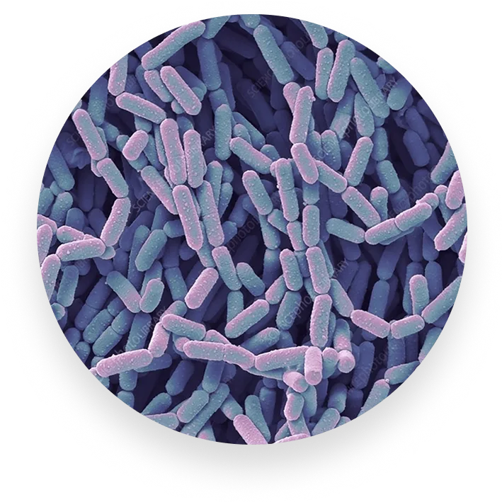 L. Rhamnosus - Crush Cravings, Cut Fat