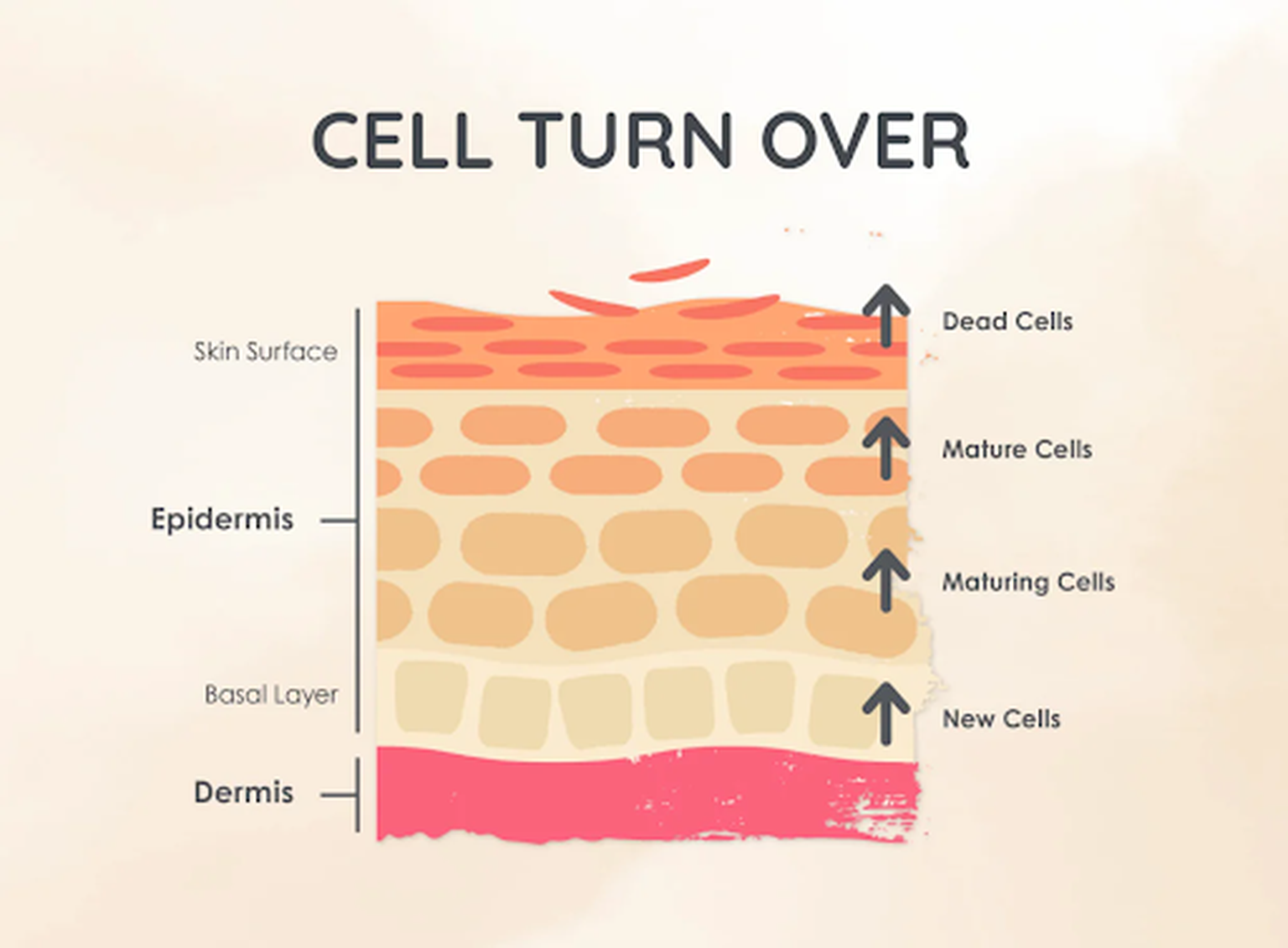 Cellular turnover is your skin's natural way of shedding dead skin.